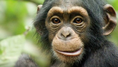 disneynature chimpanzee