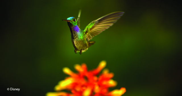 wings of life