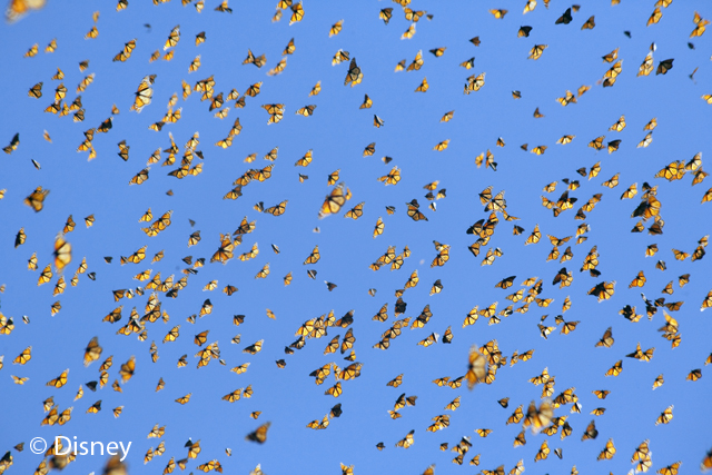Traveling together through the bright blue sky, Monarch butterflies undergo a massive migration every year. Directed by Louie Schwartzberg and narrated by Meryl Streep, “Wings of Life” is available on Disney Blu-ray combo pack on April 16, 2013—just in time for Earth Day.