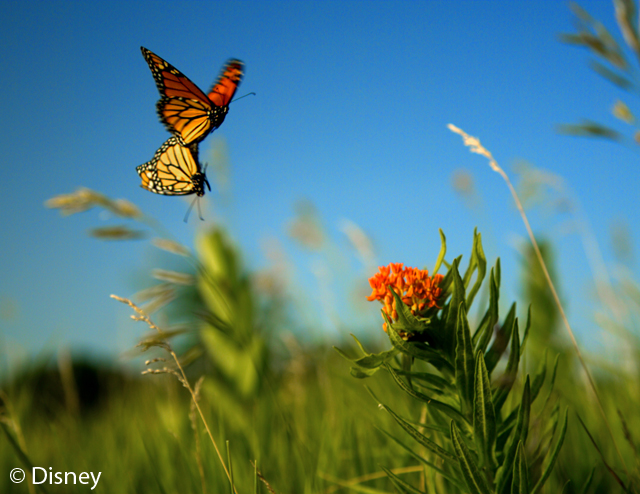 wings of life