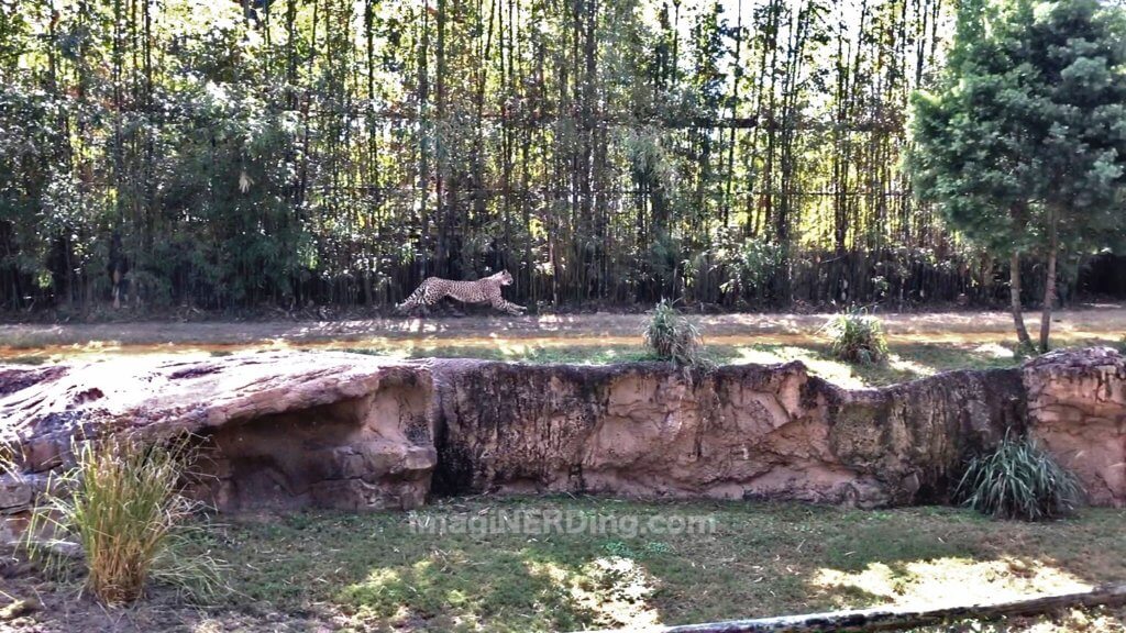 busch gardens cheetah