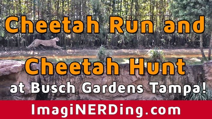 busch gardens cheetah