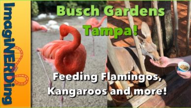 Busch gardens Tampa