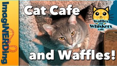 waffles and whiskers cat cafe