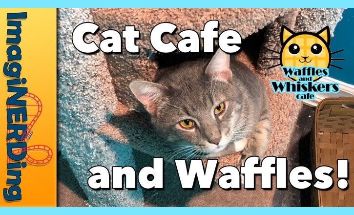 waffles and whiskers cat cafe