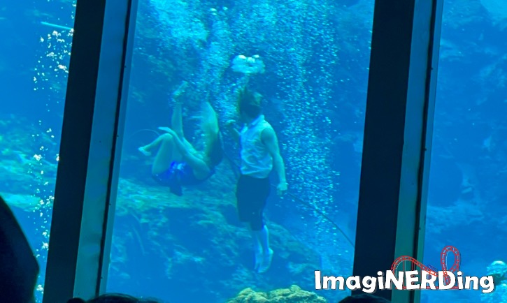 weeki wachee silver springs mermaid and merman