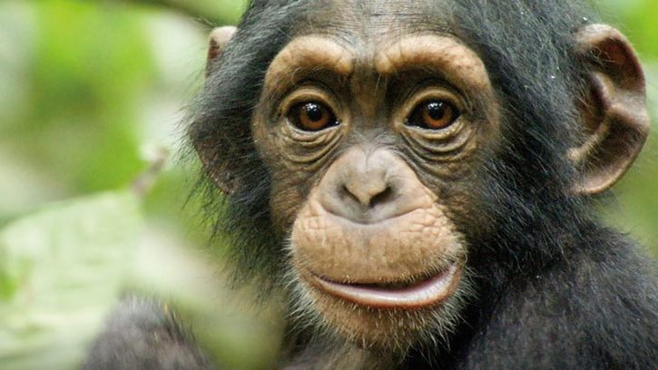 disneynature chimpanzee