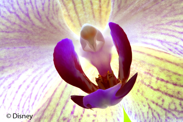 The Moth Orchid (Phalaenopisis), a horticultural hybrid between several Phalaenpsis species, stuns with its vibrant colors. Directed by Louie Schwartzberg and narrated by Meryl Streep, “Wings of Life” is available on Disney Blu-ray combo pack on April 16, 2013—just in time for Earth Day.