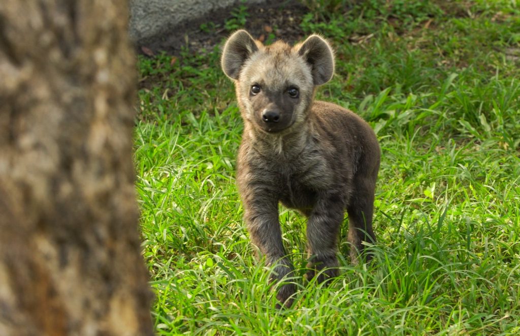 baby hyena