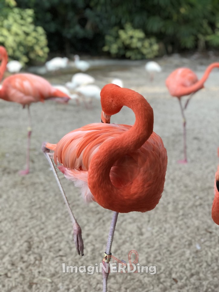 Busch gardens Tampa feeding flamingos