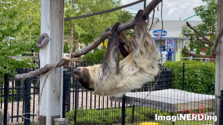 did the sloth at columbus zoo