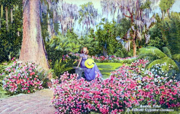 Flaming azaleas border the pathways of Florida Cypress Gardens that lead visitors among the giant trees and tropical foliage of this famed showplace.Dick Pope